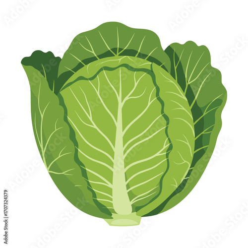 Fresh green cabbage illustration with detailed leaves – flat illustration