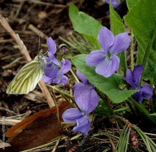 Yellow butterfly Gonepteryx rhamni, or common brimstone, on a violet flower. Macro.