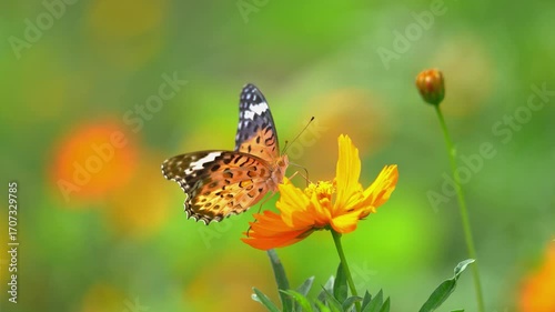 キバナコスモスの花で蜜を吸うツマグロヒョウモン