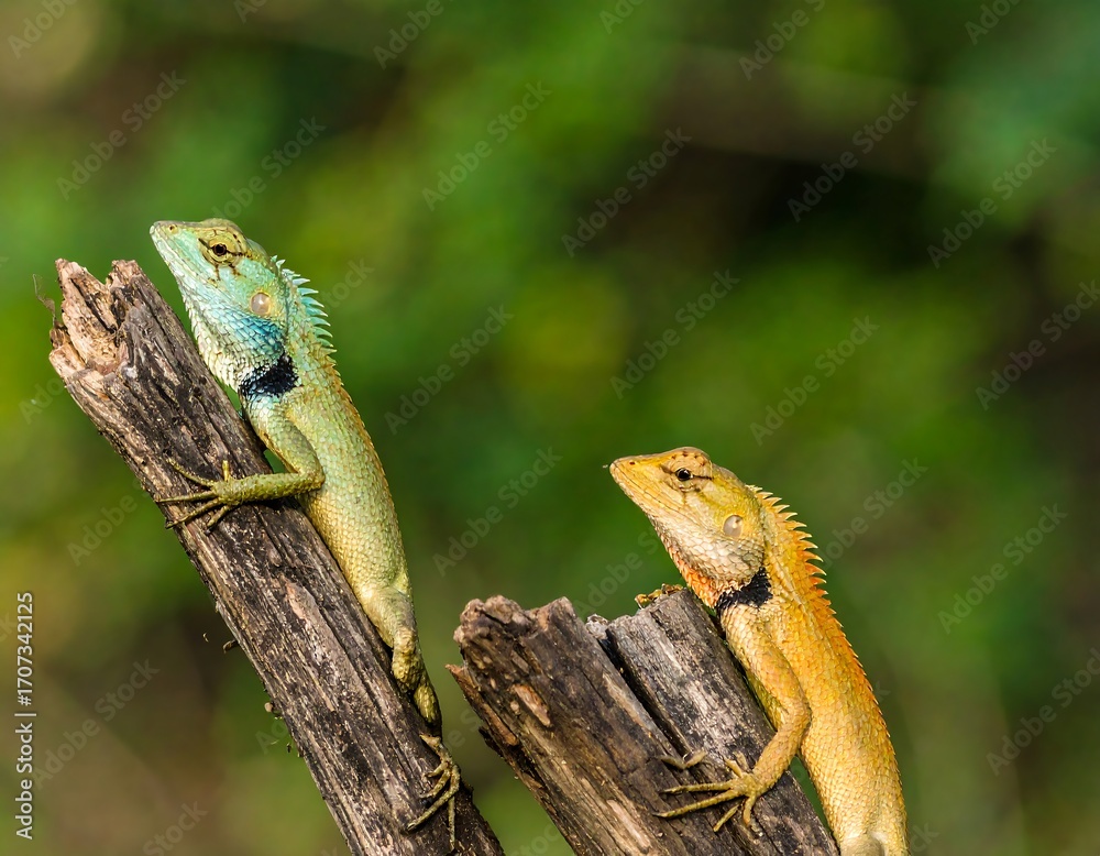 Fototapeta premium Two lizards on a log in a forest