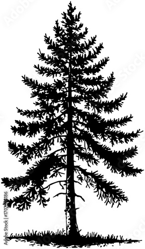 silhouette of a pine