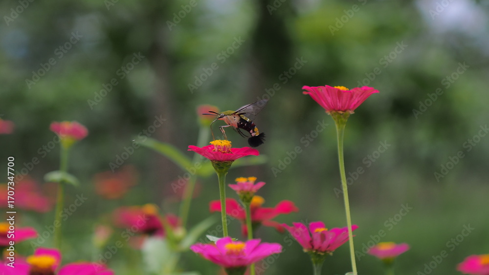 Fototapeta premium The picture shows a coffee bee moth or Cephonodes Hylas, also known as Pellucid Hawk Moth or Coffee Clearwing.&nbsp;