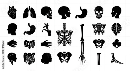 Comprehensive anatomy set for education includes human organs and bone structures, great for medical study aid