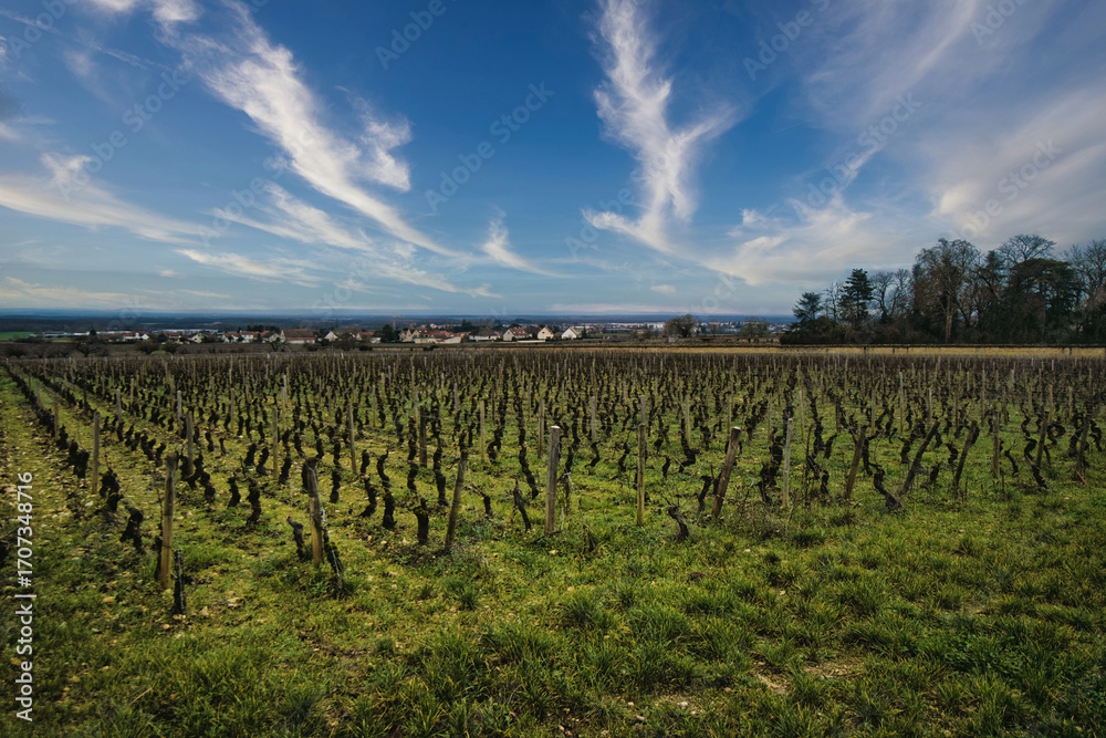Fototapeta premium Vineyards in the town of Fixin in Burgundy, France