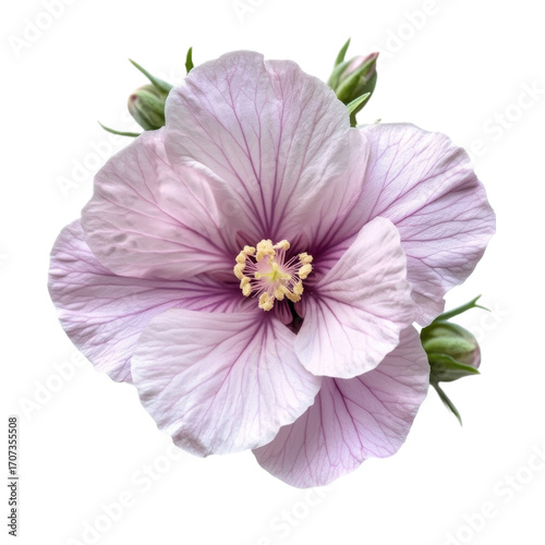Marshmallow (Althaea officinalis) flower isolated on white background