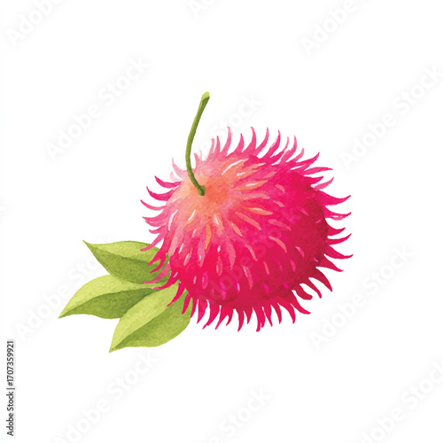Vibrant illustration of a rambutan fruit with green leaves on white background.