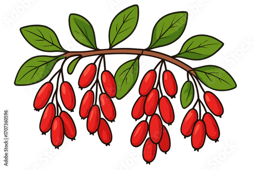 Barberry branch with red berries and green leaves vector illustration. Cartoon ripe berberis vulgaris plant. Botanical drawing of fresh natural sour berry for food design.