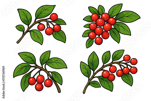 Set of red berry branches with green leaves. Vector cartoon illustration of natural winterberry, holly, or cranberry plants. Isolated botanical decorative elements collection.
