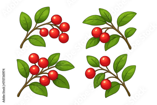 Set of red berry branches with green leaves. Vector cartoon illustration. Botanical plant element for design. Natural organic food. Christmas holly decoration. Isolated cranberry.