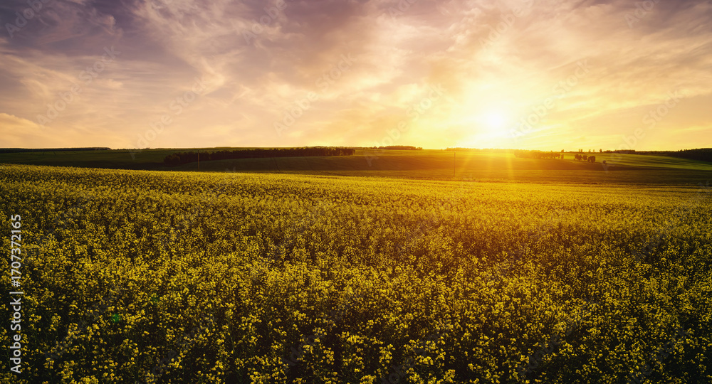 Obraz premium Yellow bright flowers bloom in a field of rapeseed at sunset light, creating a beautiful summer landscape. Agricultural business concept image. Vintage film asthetic.