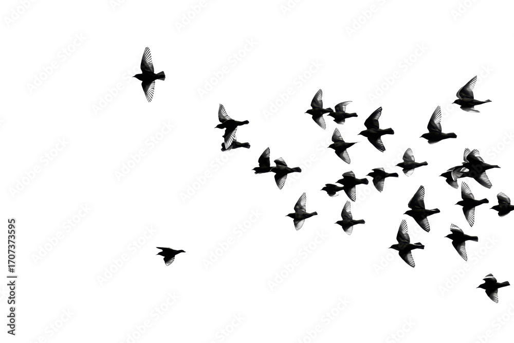 Fototapeta premium Feathered Creatures Soaring with Transparent Background