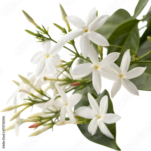 Delicate White Jasmine Flowers and Buds with Green Leaves, Isolated PNG Transparent Background