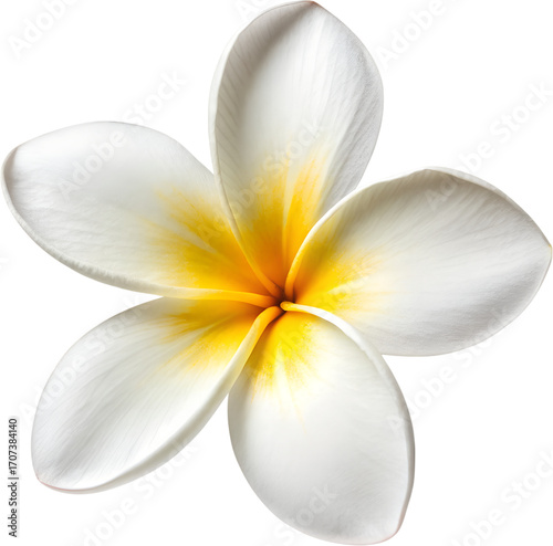 Beautiful White and Yellow Plumeria Flower Isolated on Transparent Background PNG Cutout