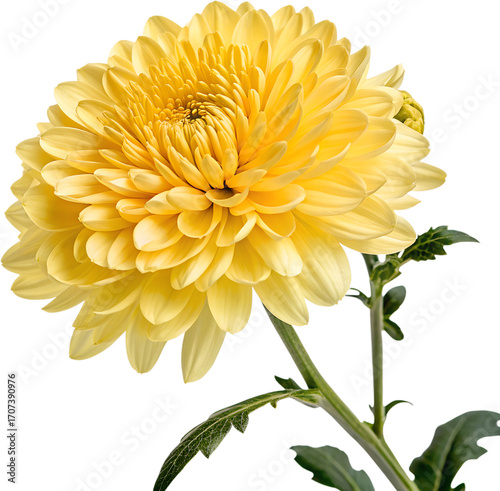 Beautiful Vibrant Yellow Chrysanthemum Flower Isolated PNG with Green Stem and Bud, Transparent Background