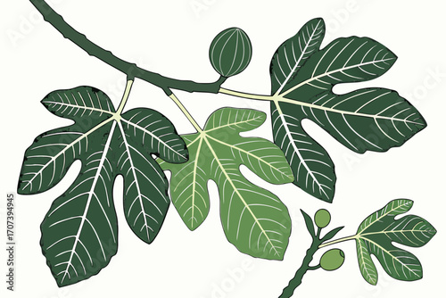 Botanical illustration of fresh green fig leaves with white veins detail