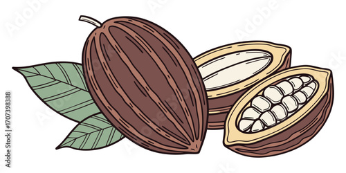 Fresh cocoa pods and beans illustration, essential ingredient for chocolate making and gourmet confections.