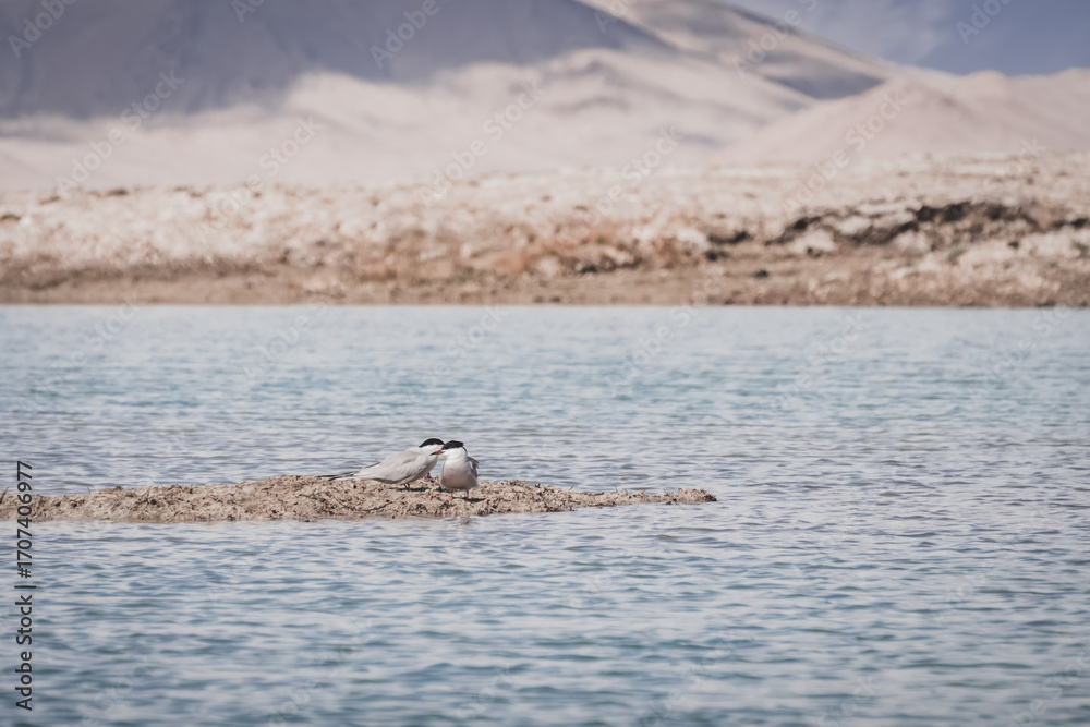 Fototapeta premium The common tern Sterna stands in the high-mountain lake Karakol on an island of grass, a white bird against the backdrop of water and mountains, wildlife for the background