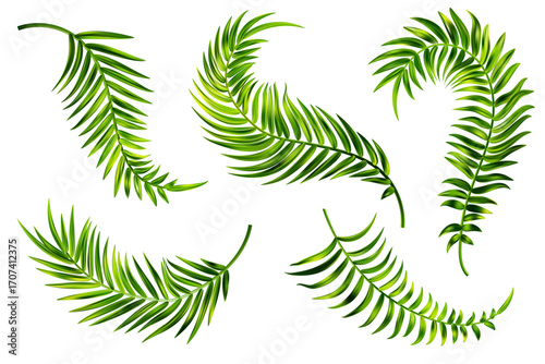Tropical palm leaves of coconut tree. Vector summer green branch isolated on white background. Foliage of exotic plants. Floral design elements set. Botanical illustration