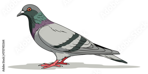 Create a high-resolution, realistic image of a pigeon standing in profile, facing left, on a clean white background. The pigeon should have smooth, grey feathers with iridescent green and purple hues 