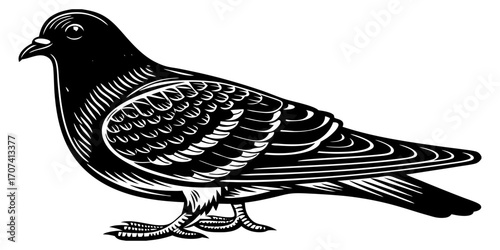 Create a high-resolution, realistic image of a pigeon standing in profile, facing left, on a clean white background. The pigeon should have smooth, grey feathers with iridescent green and purple hues 