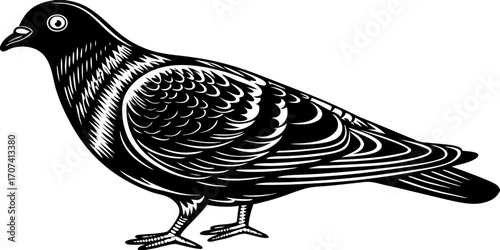 Create a high-resolution, realistic image of a pigeon standing in profile, facing left, on a clean white background. The pigeon should have smooth, grey feathers with iridescent green and purple hues 