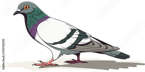 Create a high-resolution, realistic image of a pigeon standing in profile, facing left, on a clean white background. The pigeon should have smooth, grey feathers with iridescent green and purple hues 