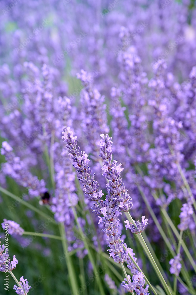 Fototapeta premium Lavender flowers in flower garden.
