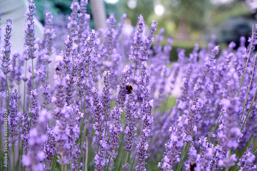 Obraz premium Lavender flowers in flower garden.