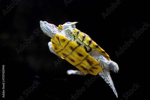 Celestial Drifter: The Painted Silence