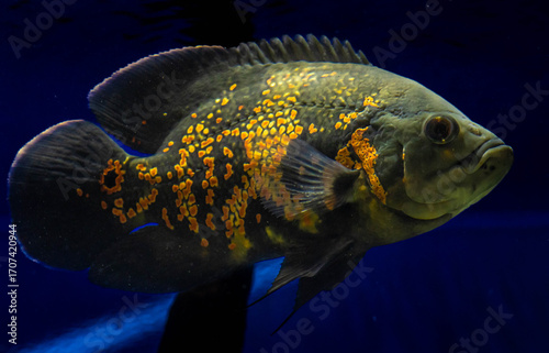 Ember in the Abyss oscar fish