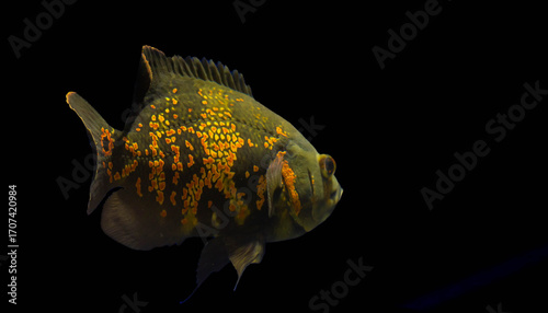 Oscar fish tropical freshwater fish.