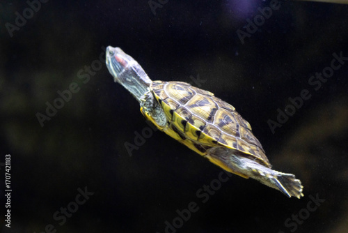 Blue and white stripes crown its head like tribal markings, hinting at ancient wisdom .
