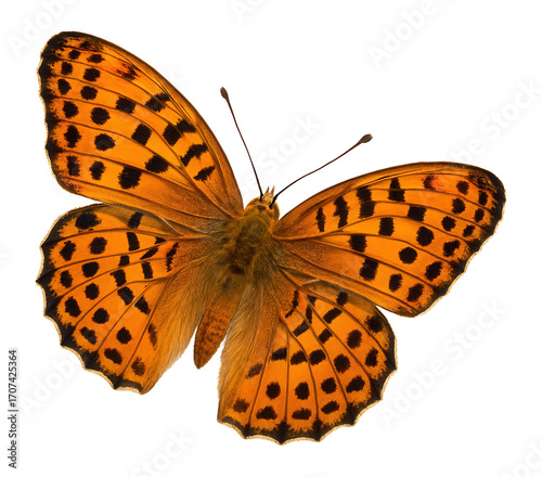 Silver-washed fritillary butterfly with orange and black spots