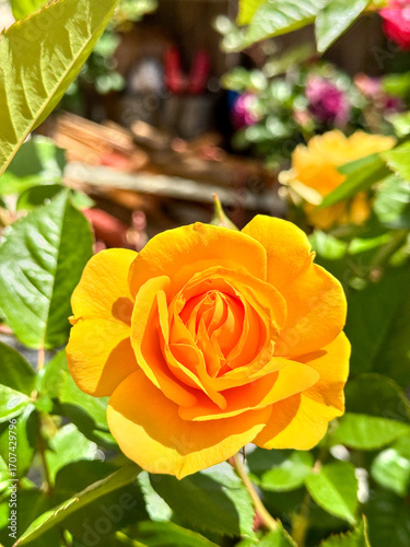 Yellow Rose Bloom in Garden, Golden Petal Floral Closeup, Vibrant Rose with Green Leaves, Sunlit Yellow Rose Portrait