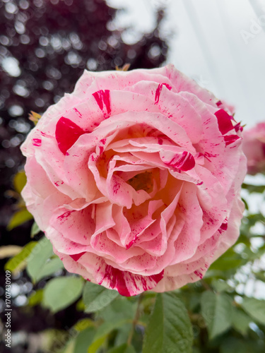 Variegated Pink Rose Macro Closeup, Two Tone Petal Garden Bloom, Speckled Pink Rose in Nature, Delicate Variegated Rose Portrait