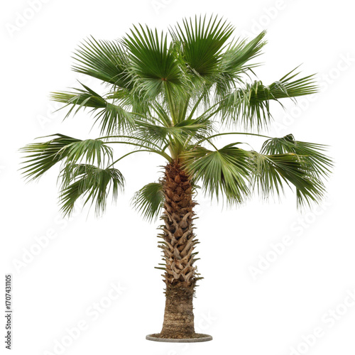 Windmill palm tree isolated on transparent background  
