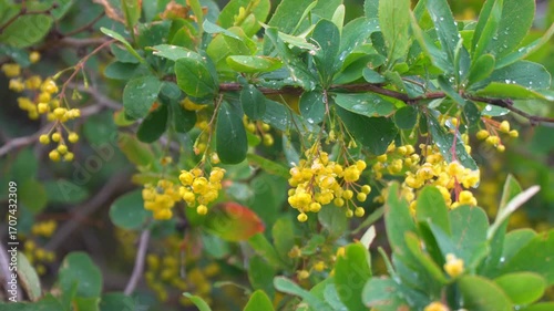 Yellow barberry flowers in water droplets among green foliage after rain. Selective focus. Camera panning