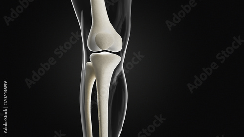 Leg bone anatomy, illustration