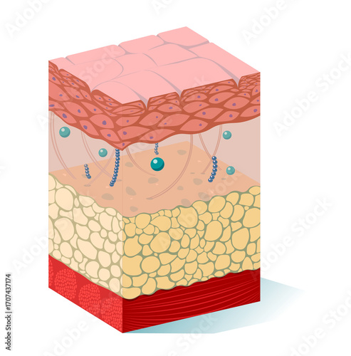 Human skin anatomy, illustration