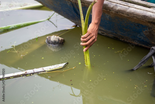 Fotografie A persons hand pulls a green plant from murky water near a boat