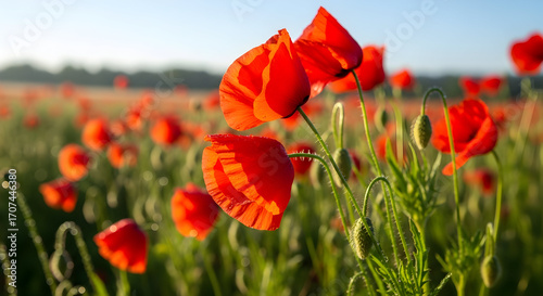 Vibrant red poppy field under a clear sky at sunrise displaying the beauty of nature