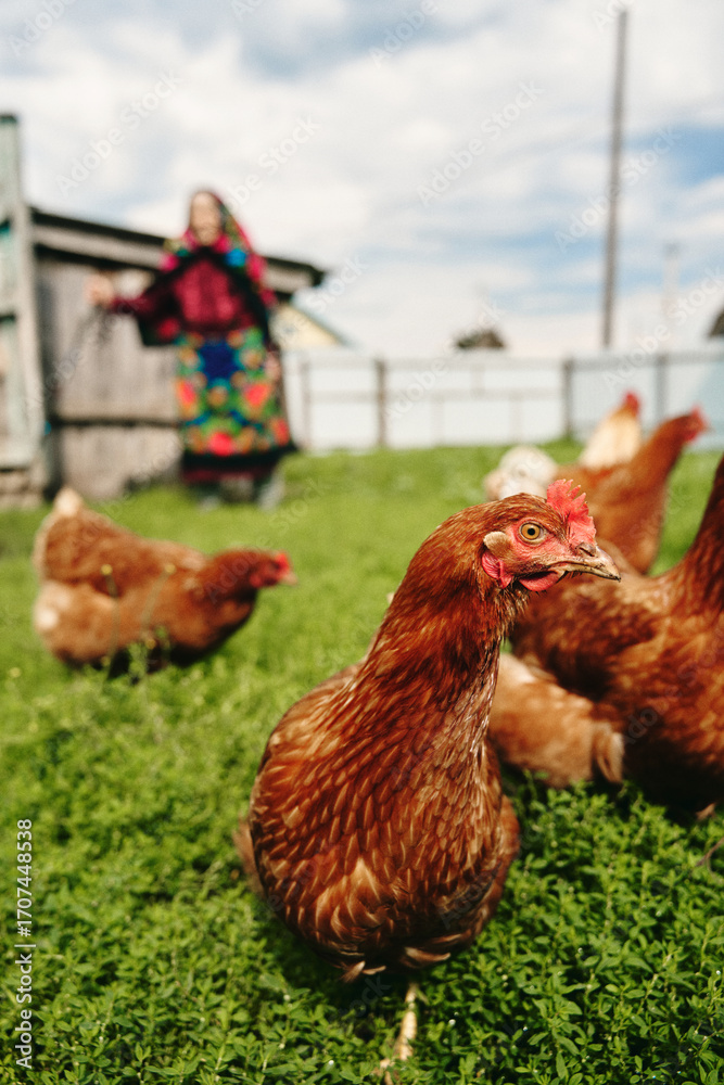Fototapeta premium Senior woman, 80 years old, on a farm