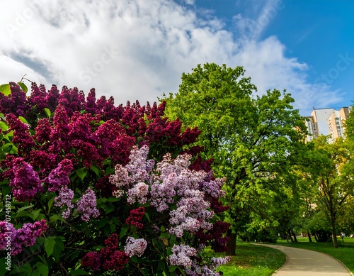 Vibrant lilac blossoms in a park setting