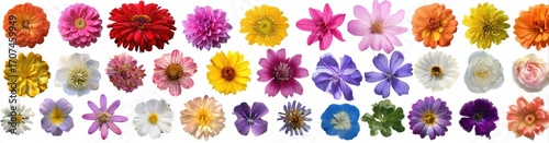 Assorted Flower Collection on White Background Featuring Various Colors Shapes and Sizes Including Orange Pink Red Yellow Purple and White Hues