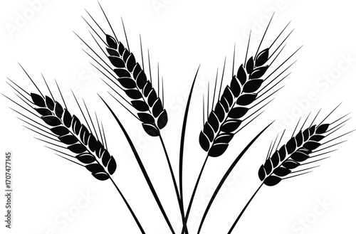 wheat, stalk, grain, cereal, crop, agriculture, harvest, farm, food, plant, ear, silhouette, vector, black, white, botanical, field, rural, natural, organic