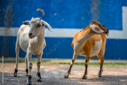 family goat