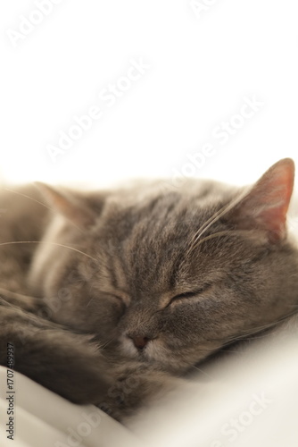 Wallpaper Mural cat lying on the bed Torontodigital.ca