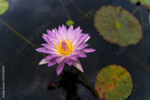 A striking purple and yellow lotus flower blooms beautifully in dark water, surrounded by its green pads, captured in a close-up that highlights its intricate details.