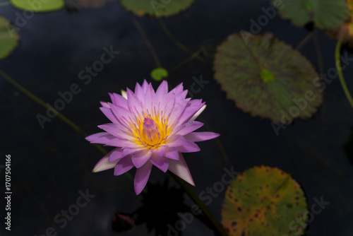A striking purple and yellow lotus flower blooms beautifully in dark water, surrounded by its green pads, captured in a close-up that highlights its intricate details.