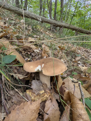 Funghi Porcini nel Bosco in autunno